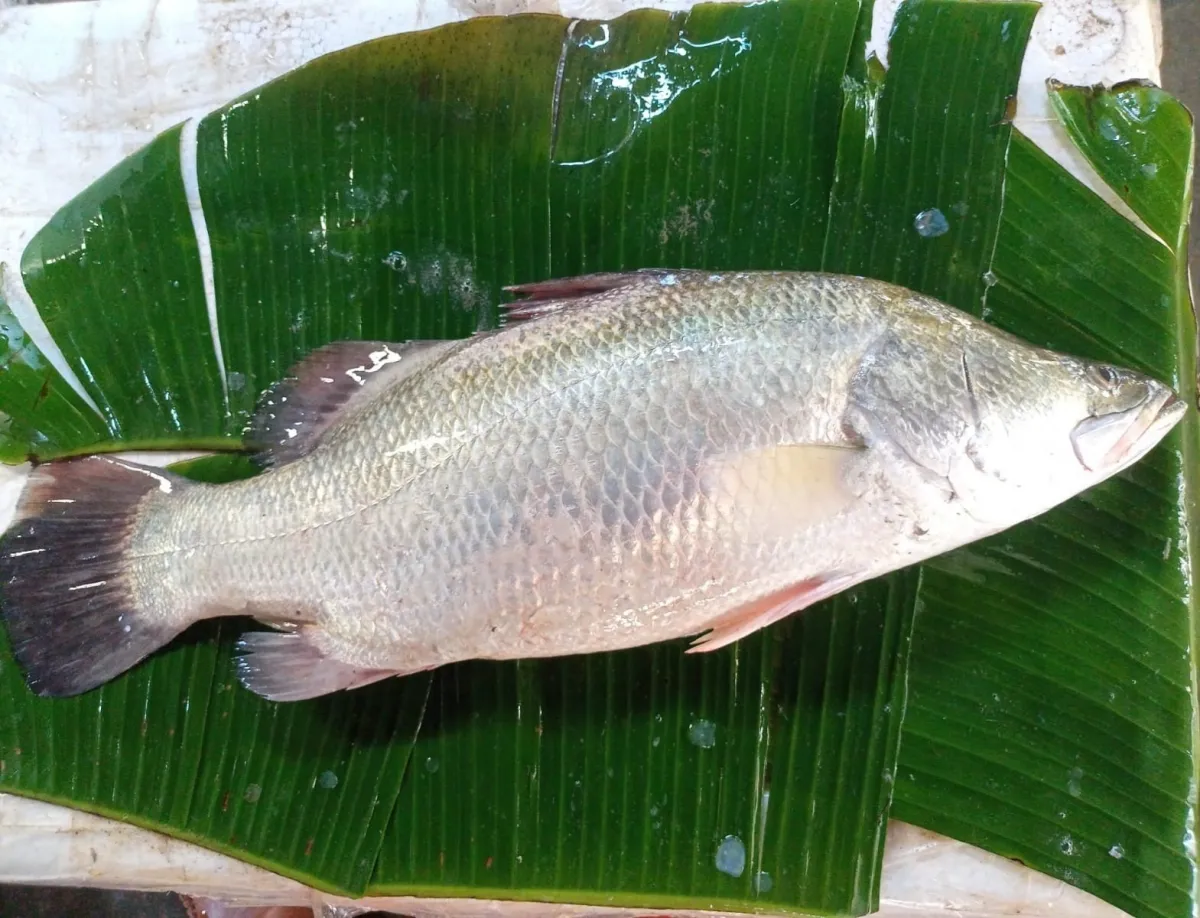 কোরাল মাছ