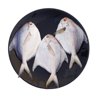 রুপচাঁদা 